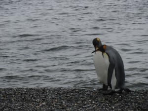 Penguins.