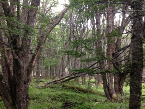 Through the forest.