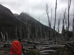 Navigating through beaver land.